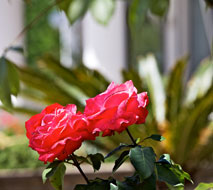 Flowers in Hotel Bellavista's garden 