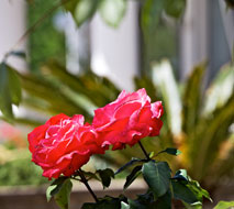 Fiori del giardino dell'Hotel Bellavista